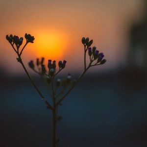 Meet your Posher, Yemen